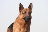 BERGER ALLEMAND 1345